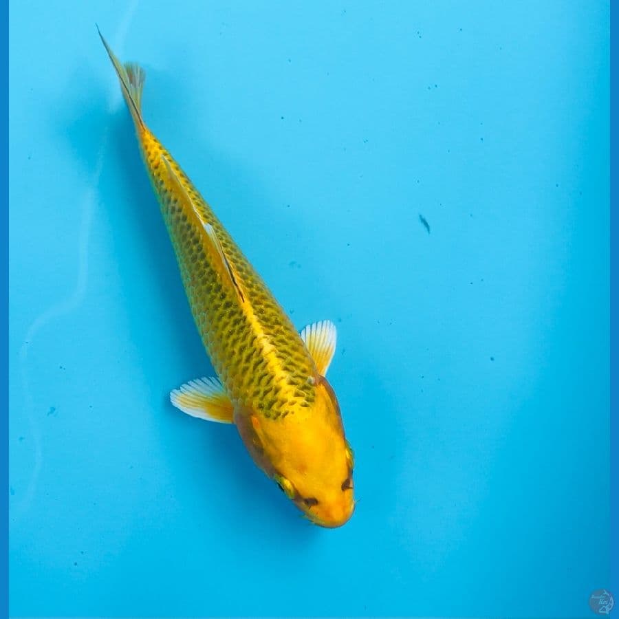 kin matsuba, 17 cm