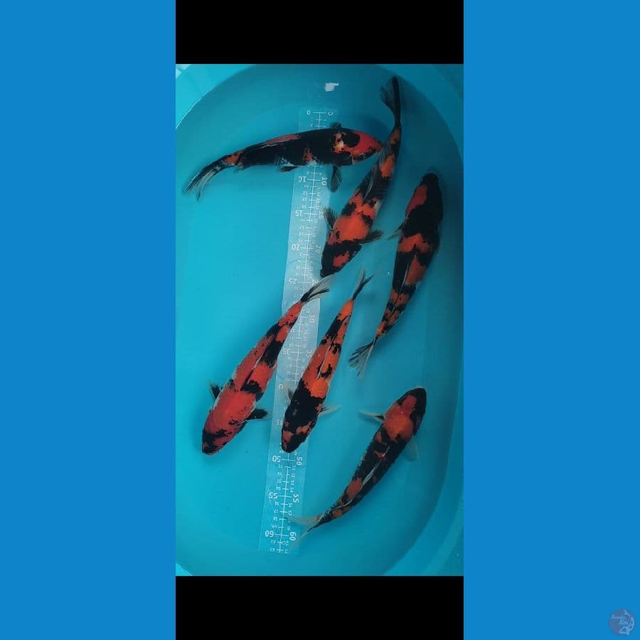 SHOWA 27-30cm 6ekor
