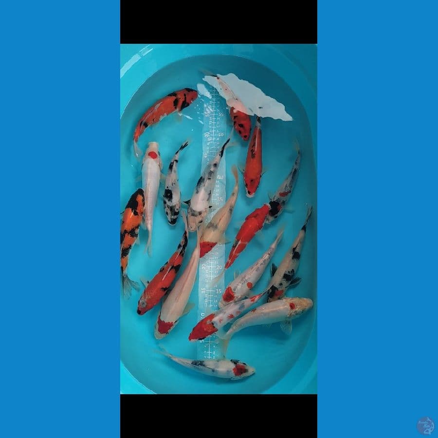 SHOWA SHIRO mix Doit 17ekor 20-25cm