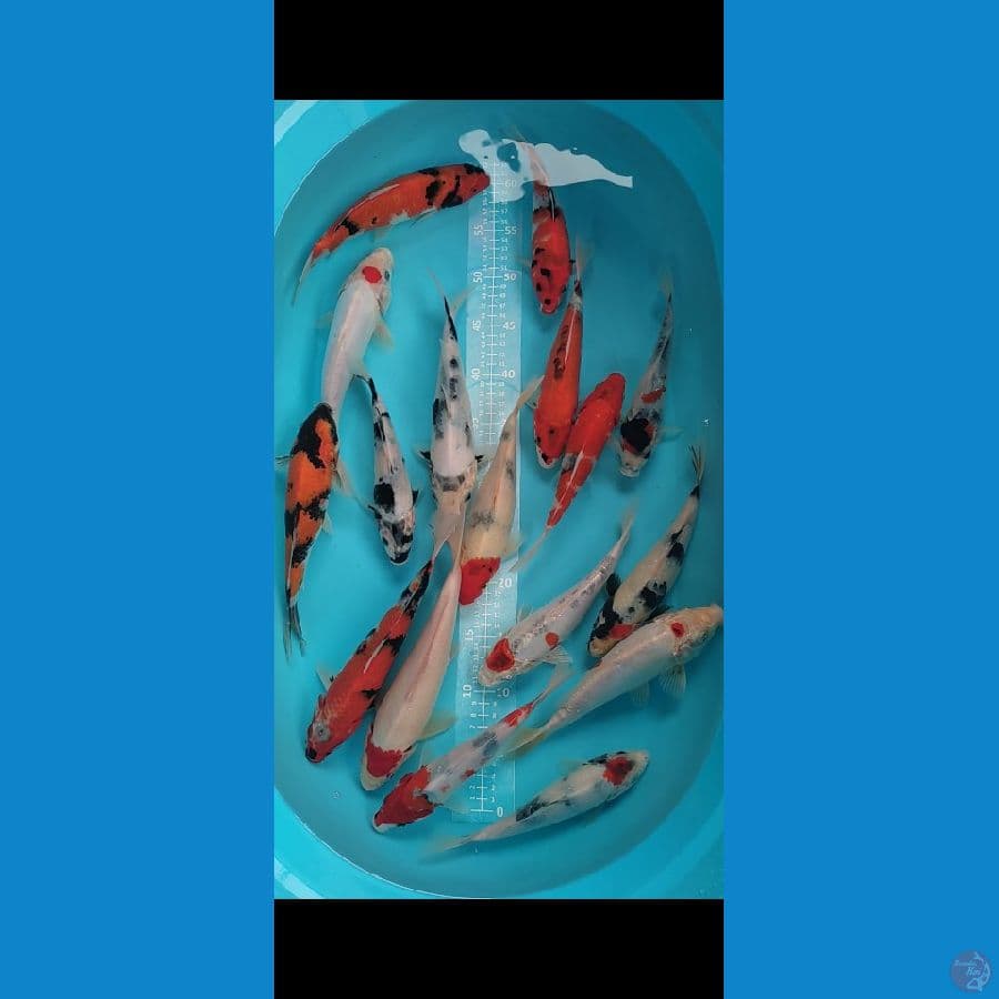 SHOWA SHIRO mix Doit 17ekor 20-25cm