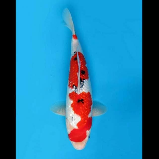 33cm - F1 Sanke Full Ginrin Ori 