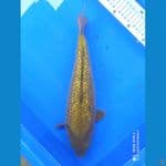 midori ginrin 35 cm punuk bulky
