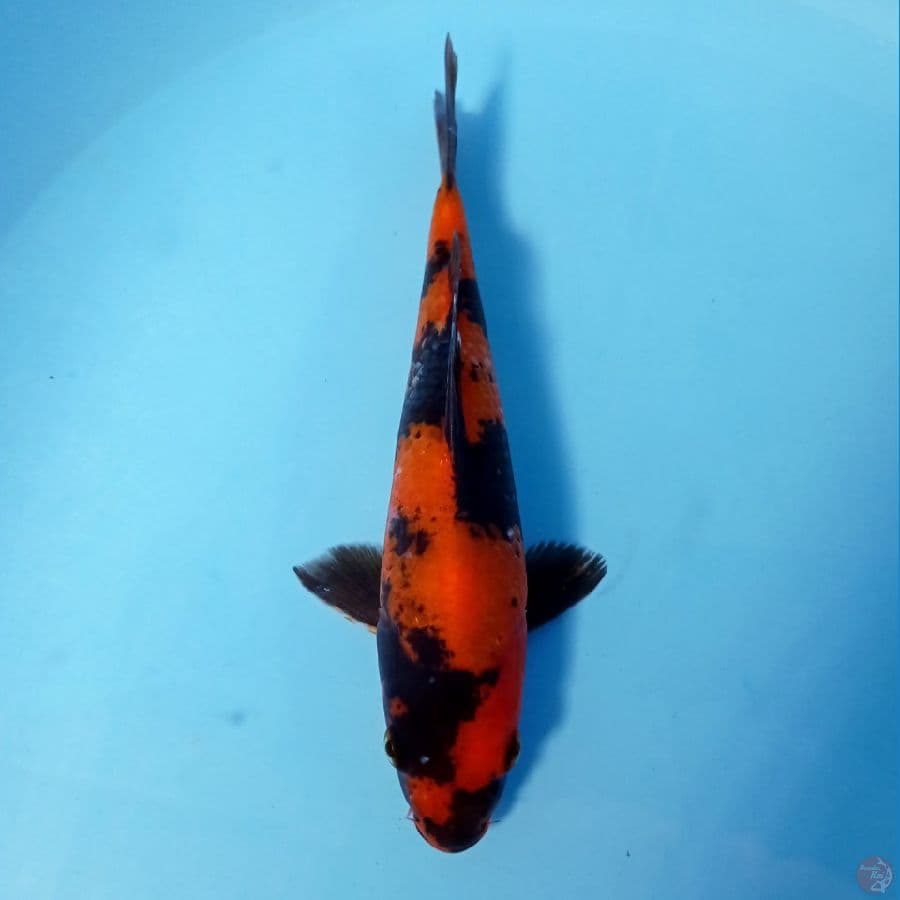 hi utsuri, 20 cm