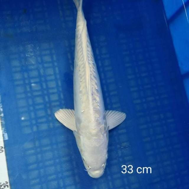 Platinum Ogon