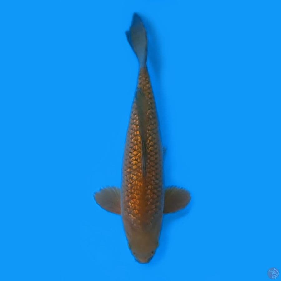CHAGOI GINRIN BAKAT JUMBO 41cm ~FEEMALE