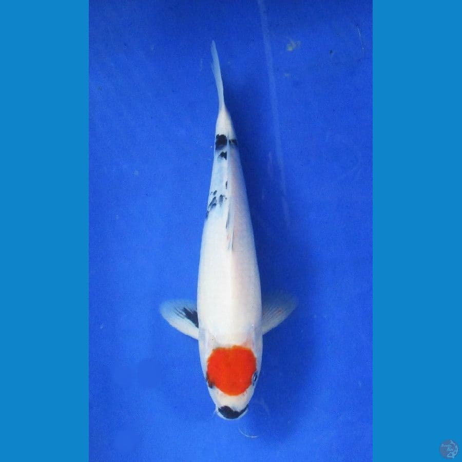 tancho showa±32cm