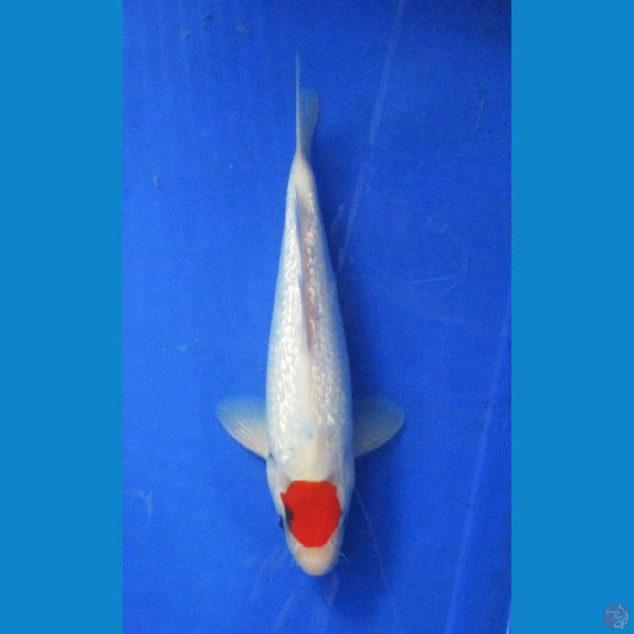 tancho showa ginrin ±32cm