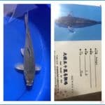 Soragoi 32cm Ozumi Ikarashi Farm