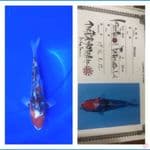 Showa 23cm Isa Koi Farm