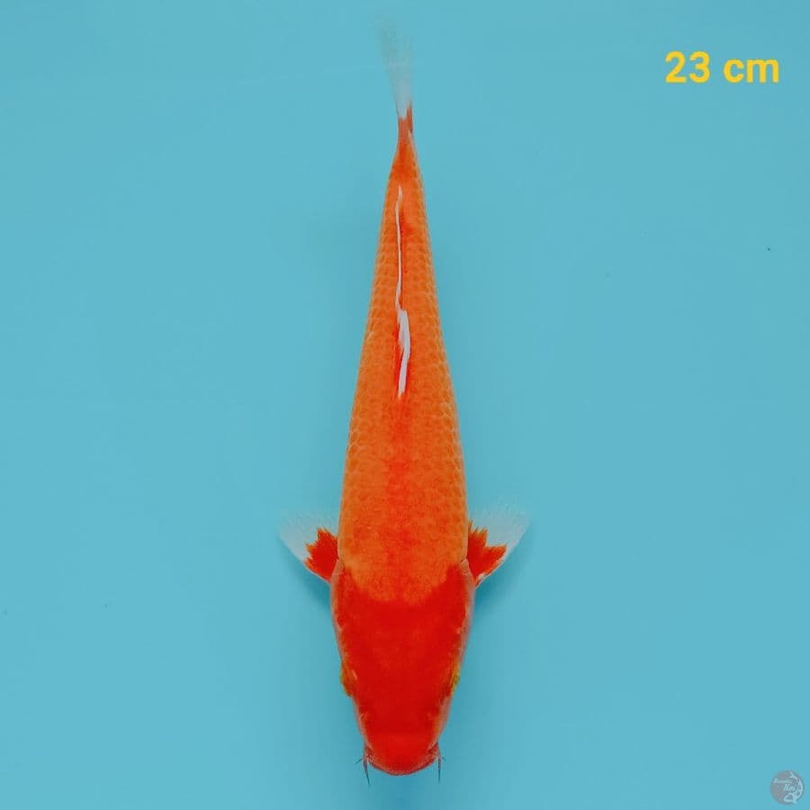 akahajiro 23 cm