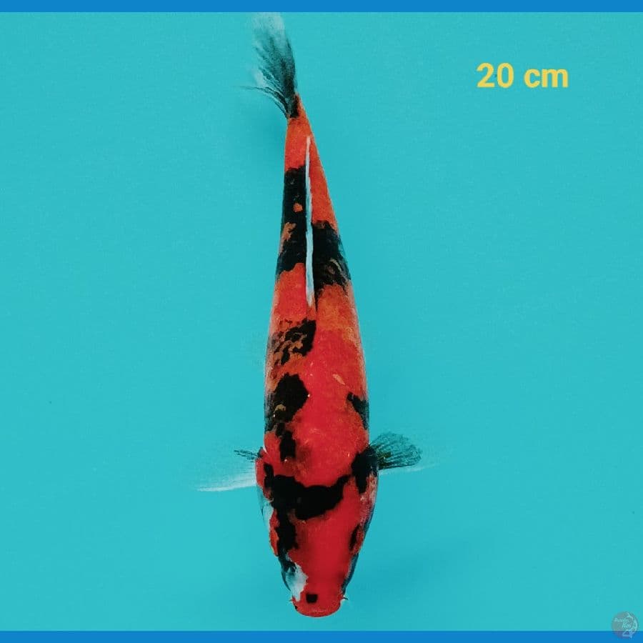 Hishowa 20 cm