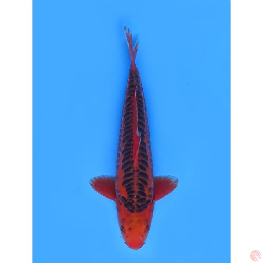 Aragoke Matsuba - 43cm
