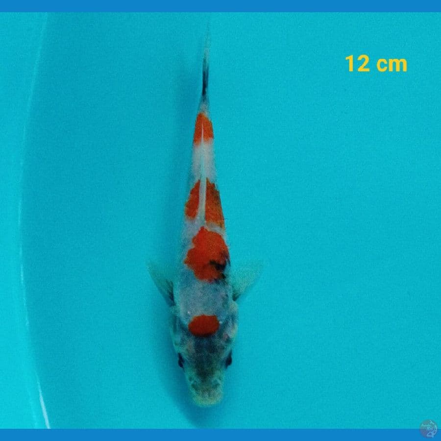Minion 12 cm