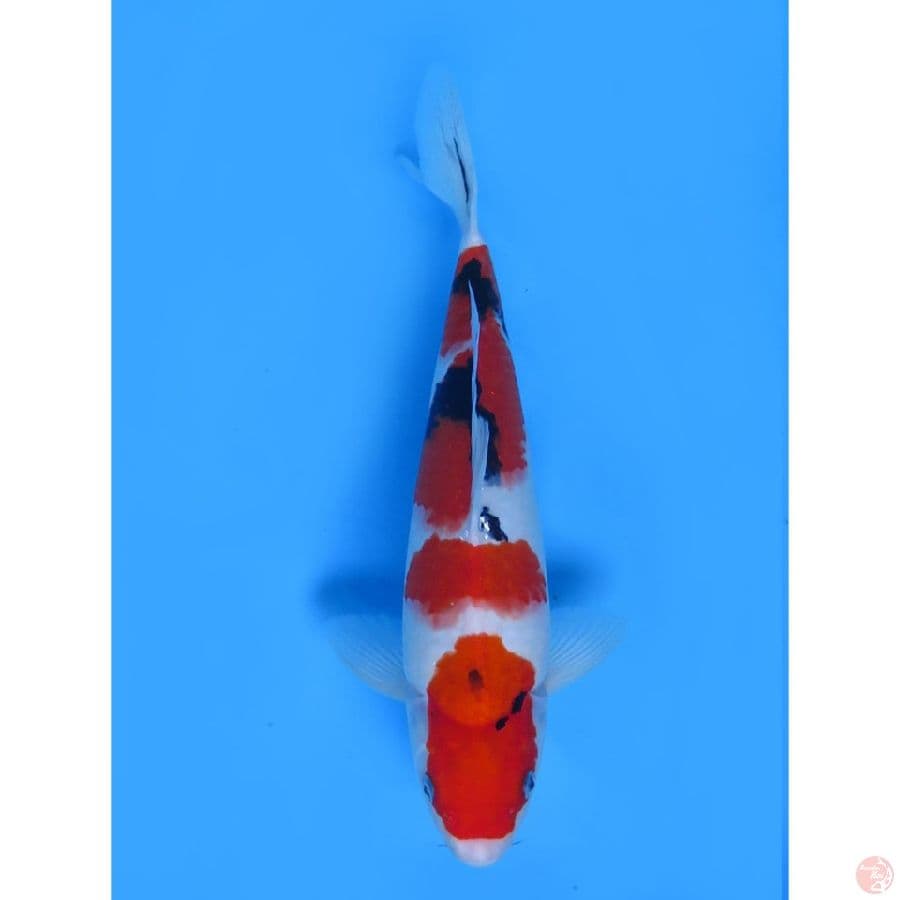 Ori Sanke Tategoi - 40bu