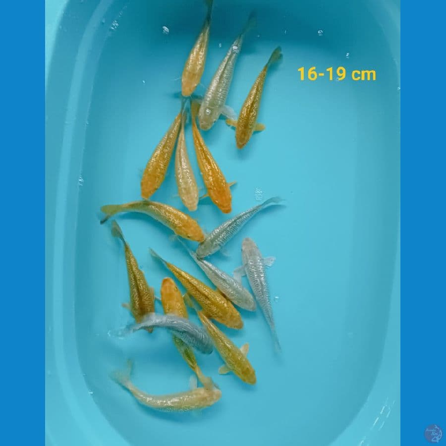 Mix ginrin 16-19 cm