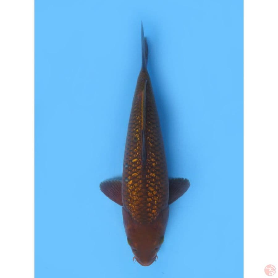 Bulky Chagoi Ginrin - 33cm