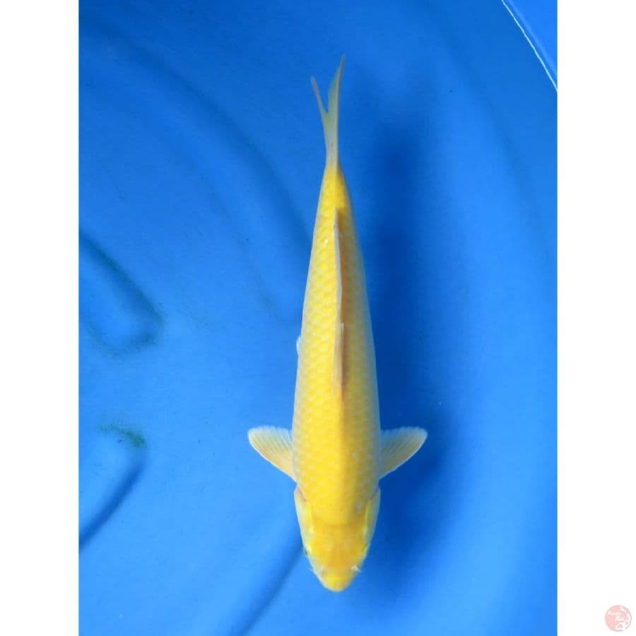 Lemon No Bocor - 36cm
