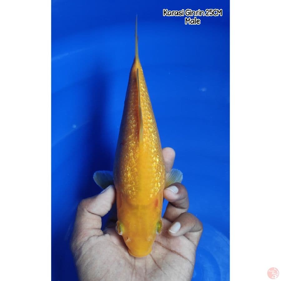 Karasi Ginrin
