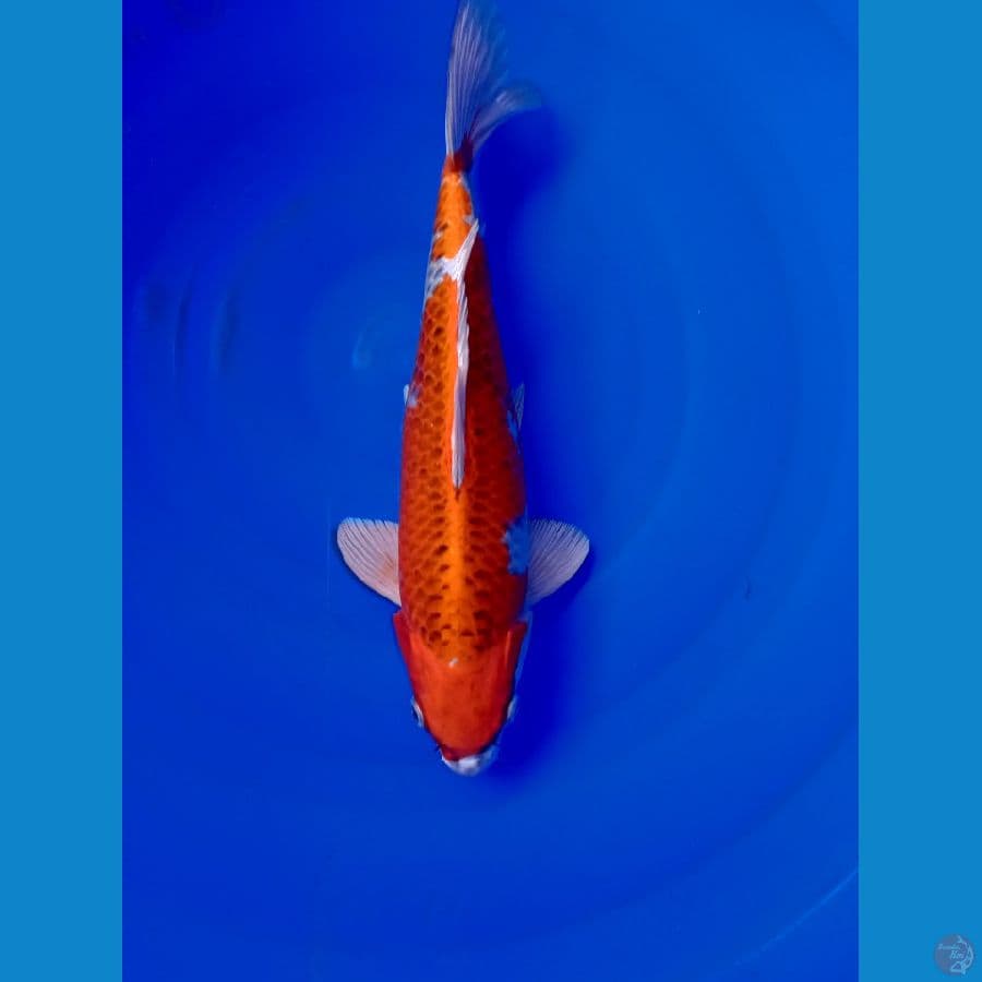 KUJAKU 32cm