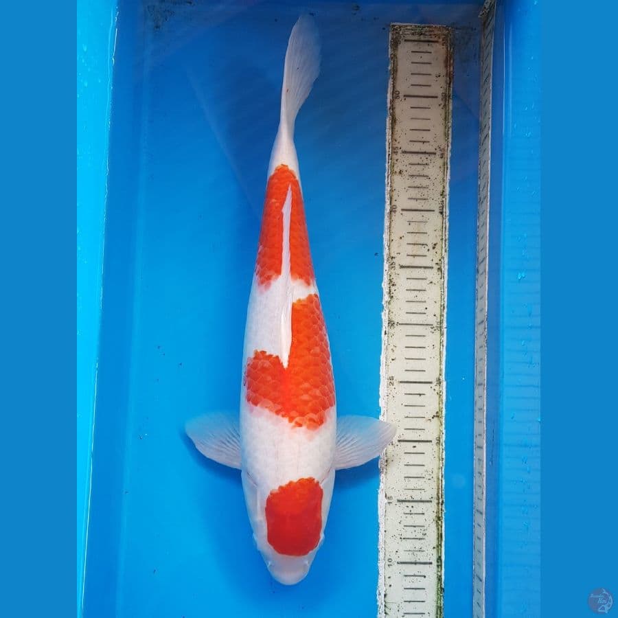 SANDAN KOHAKU 46 cm