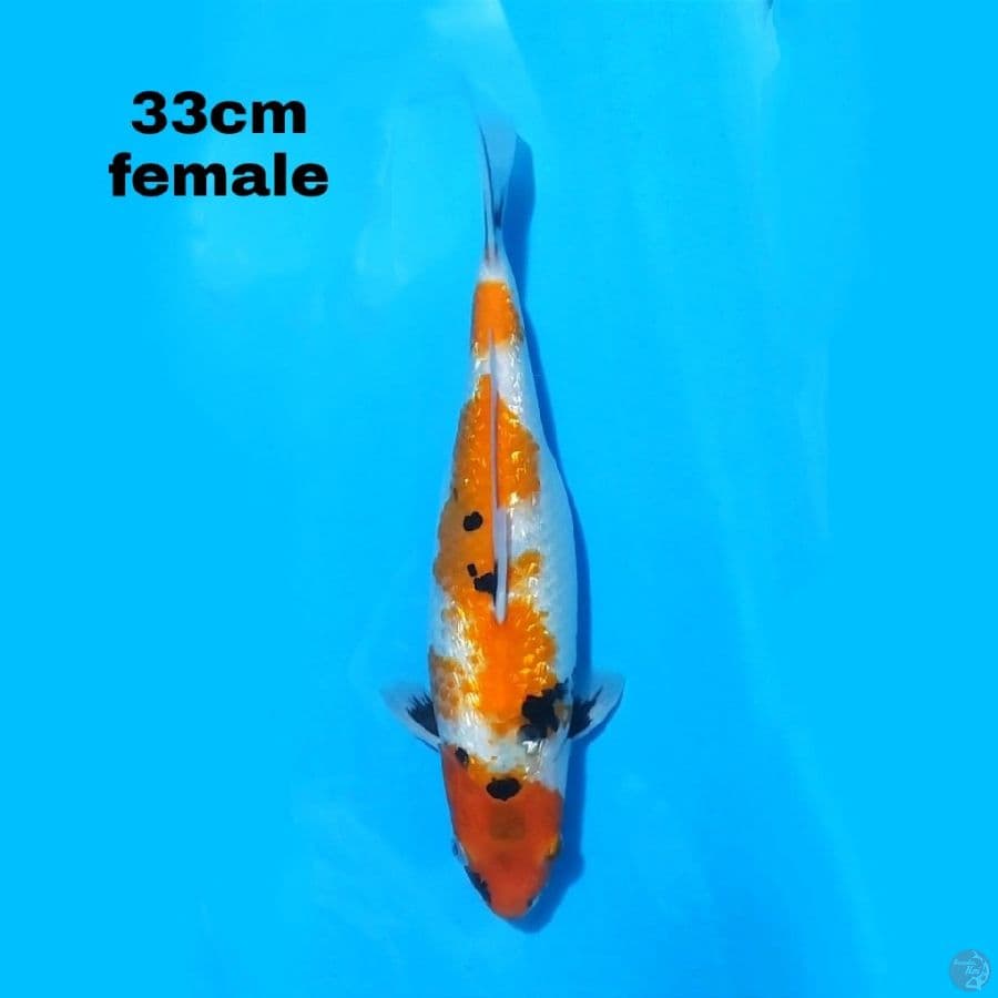 GINRIN SHOWA 33 CM FEMALE
