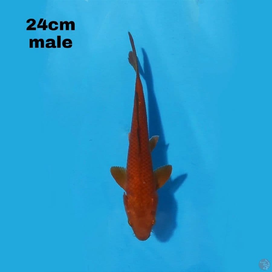 CHAGOI 24CM MALE