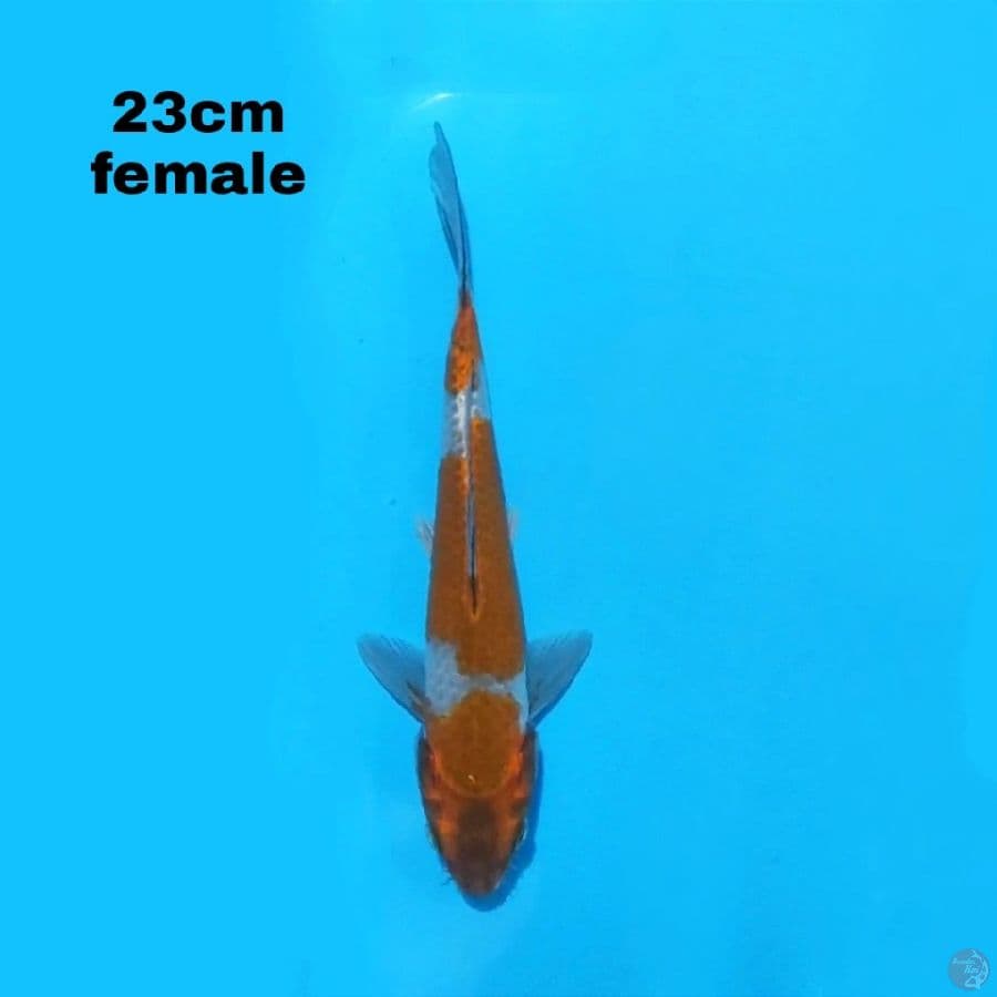 KUJAKU 23CM FEMALE