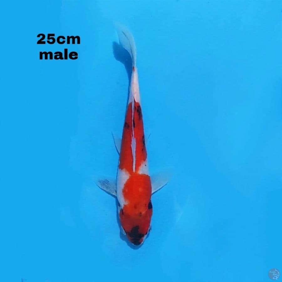 SHOWA 25CM MALE