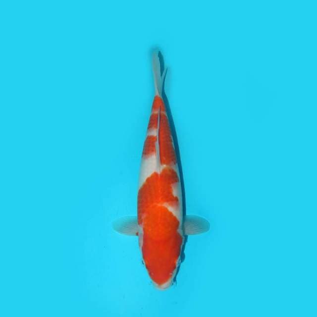 KOHAKU F1 27 CM