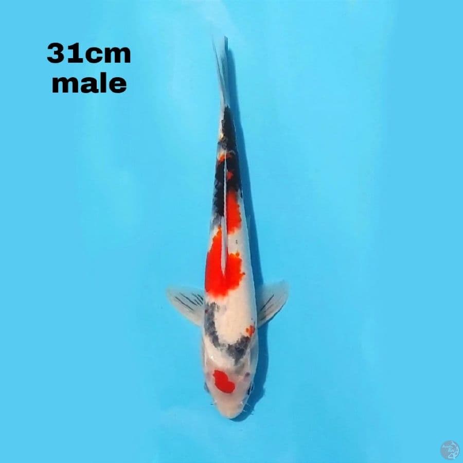 SHOWA SANSHOKU 31 CM MALE