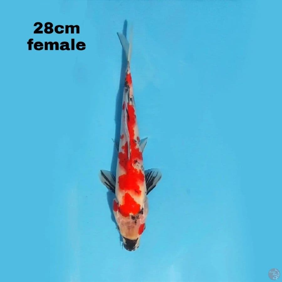 SHOWA 28CM FEMALE