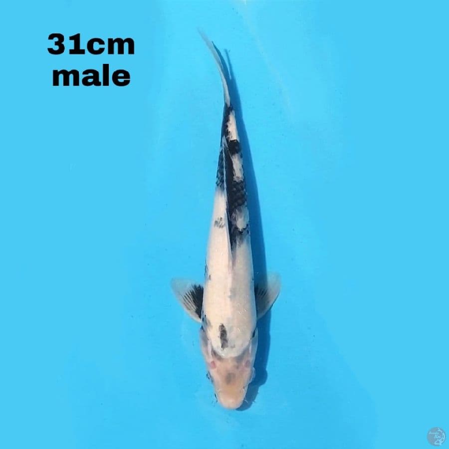 SHIRO UTSURI 31 CM MALE