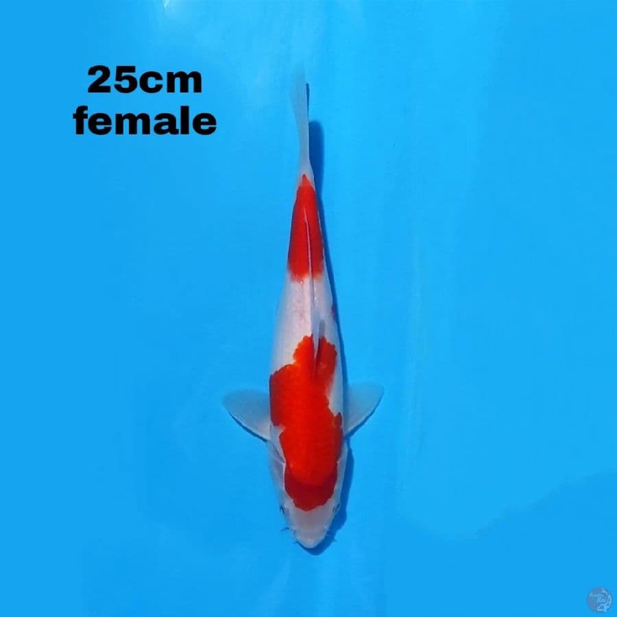 KOHAKU 25 CM FEMALE
