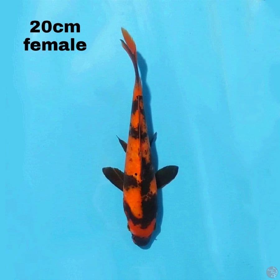 HI UTSURI 20CM FEMALE