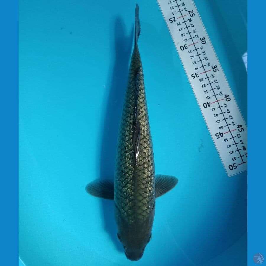 SHINKU 7  ~ SORAGOI GINRIN 36 CM/FM