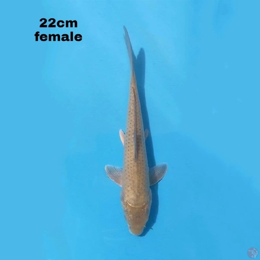 SORAGOI 22 CM FEMALE