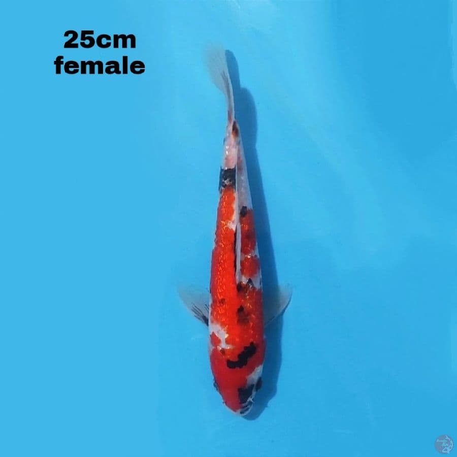 GINRIN SHOWA 25CM FEMALE