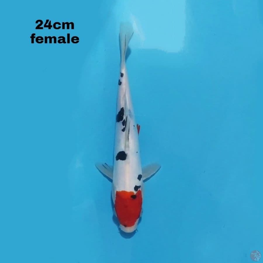 TANCHO DOITSU SANKE 24CM FEMALE
