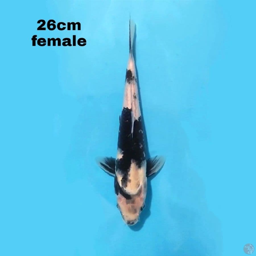 SHURO UTSURI 26CM FEMALE