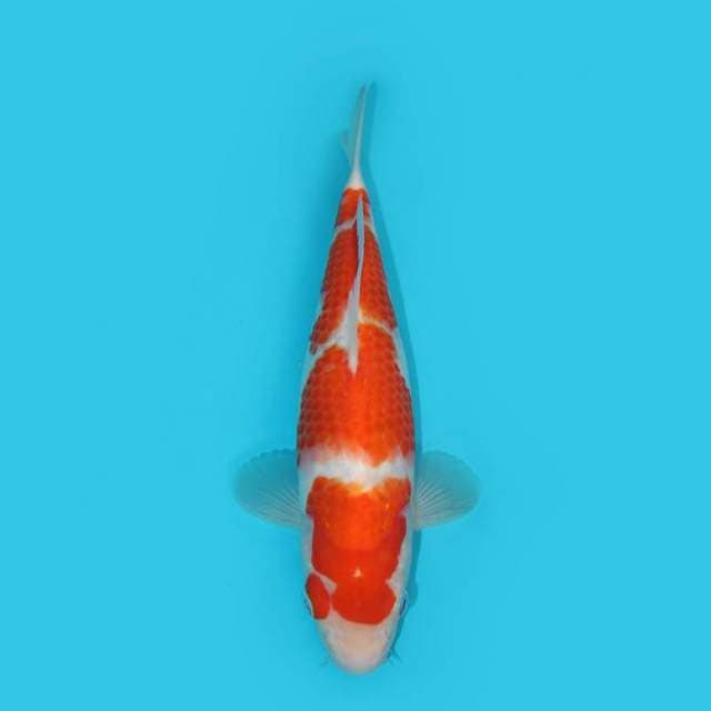 YG_KOHAKU F1 4 STEP_ 31 CM