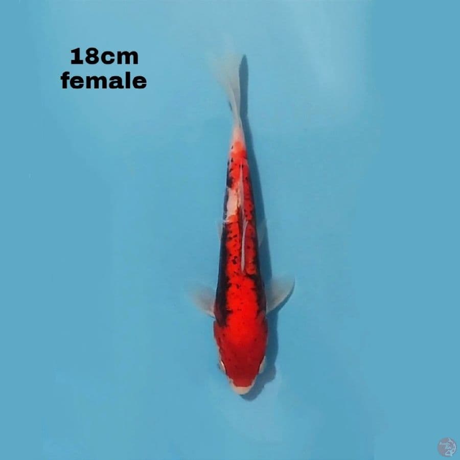 BENI KUMONRYU 18CM FEMALE