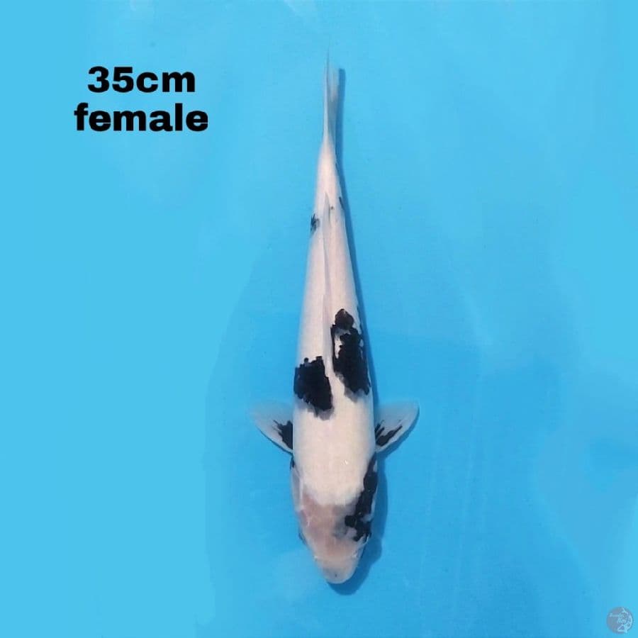 SHIRO UTSURI 35 CM FEMALE