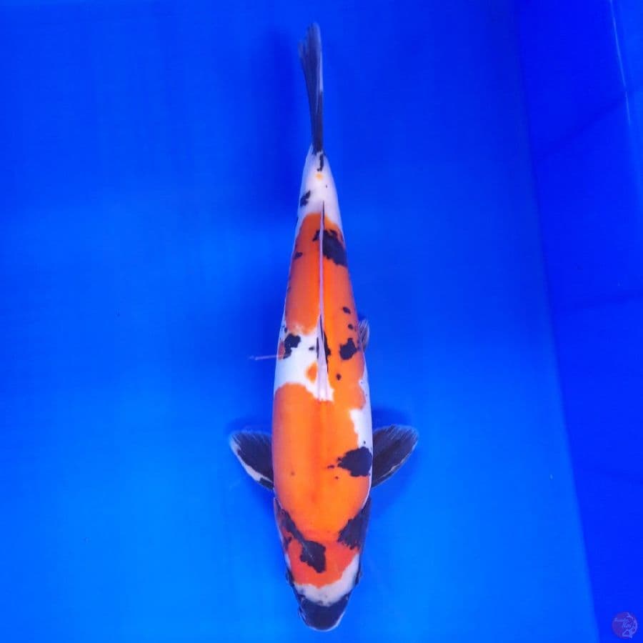 Doitsu Showa Murni 35cm