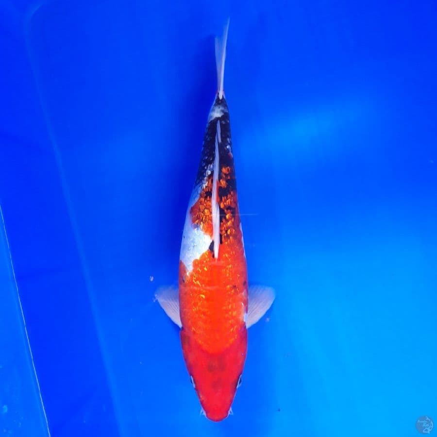 Showa Ginrin Tategoi 31cm
