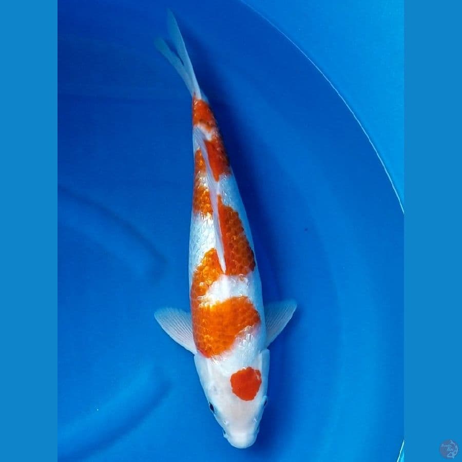 INAZUMA AIGOROMO 45 CM