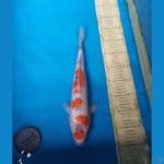 GOSANKE 37CM