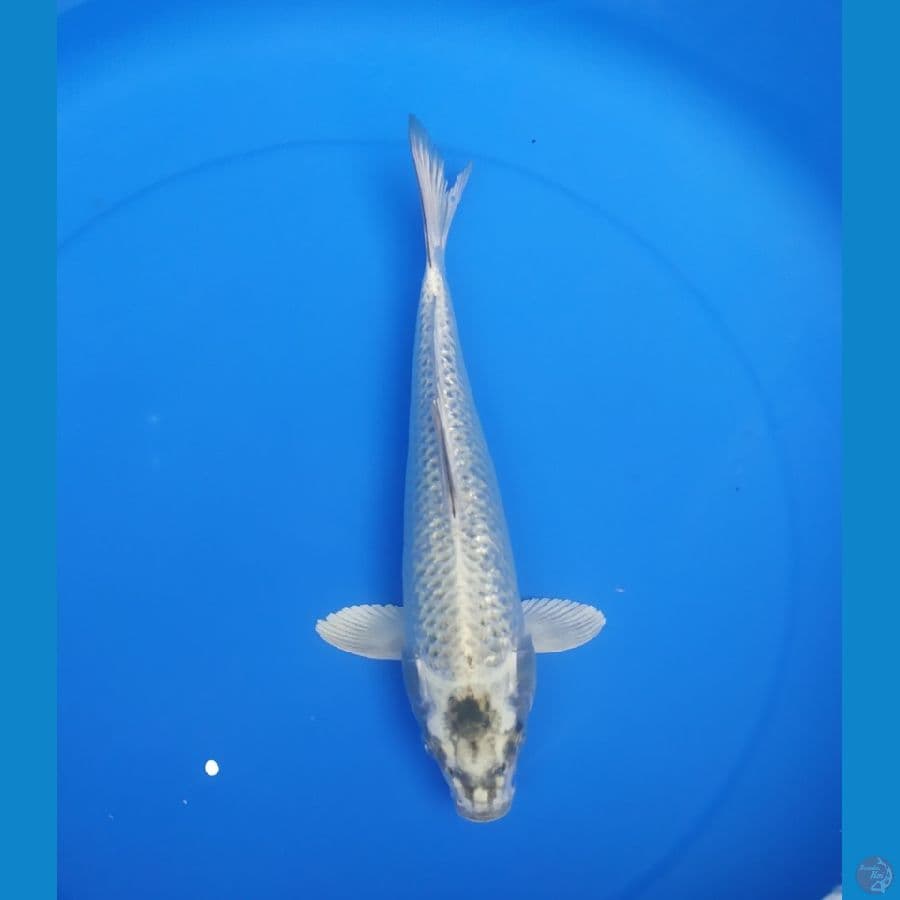 MUKASI 30CM