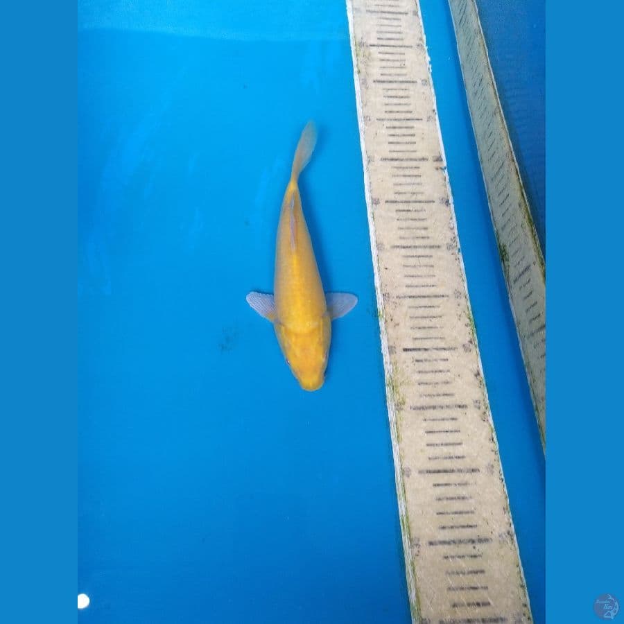 KARASI MATA MERAH 25CM