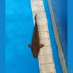 CAGOI 25CM