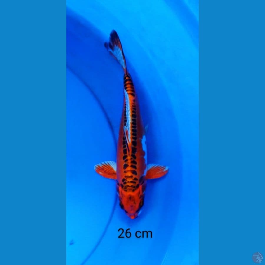 kikokuryu merah 26 cm